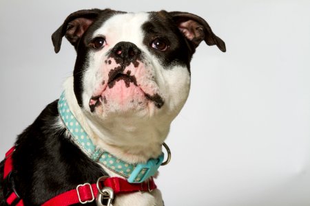 Joey A176281