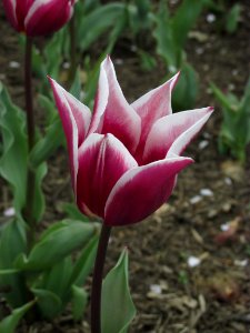 Lilyflowered tulip Lilac Time