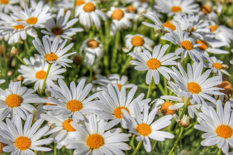 Nature plant blossom