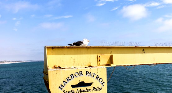 Harbor Patrol