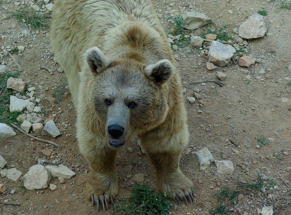 Bear claws wild animal