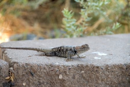Spiny Lizard