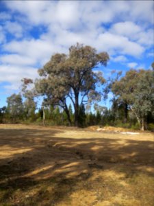 Eucalyptus Sideroxylon