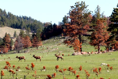 Elk (after prescribed burn)