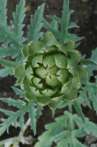 Natural plant organic