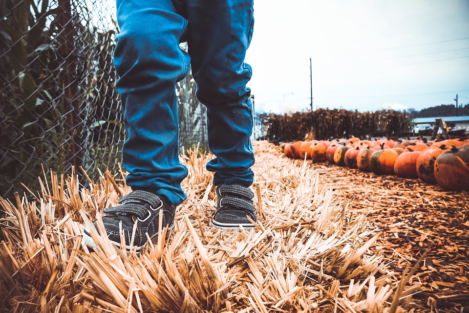 Pumpking autumn fall