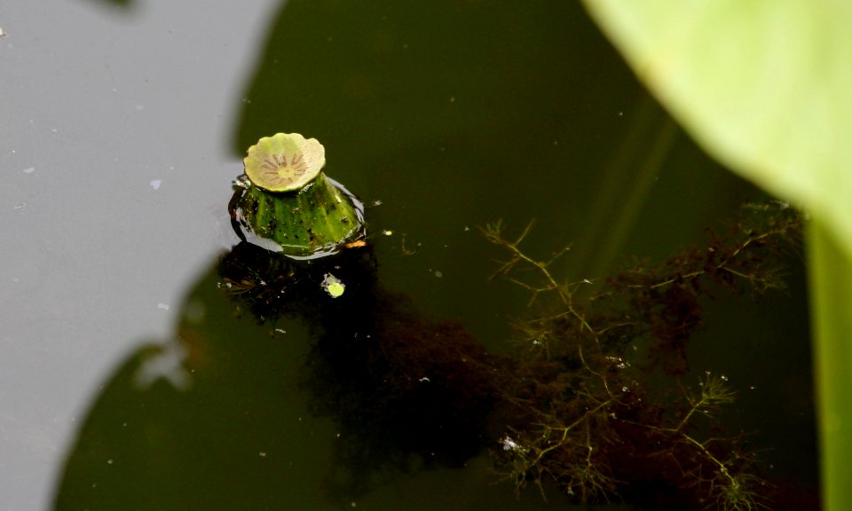 Kenilworth Aquatic Gardens