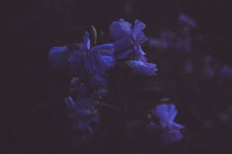 Moonlight flowers
