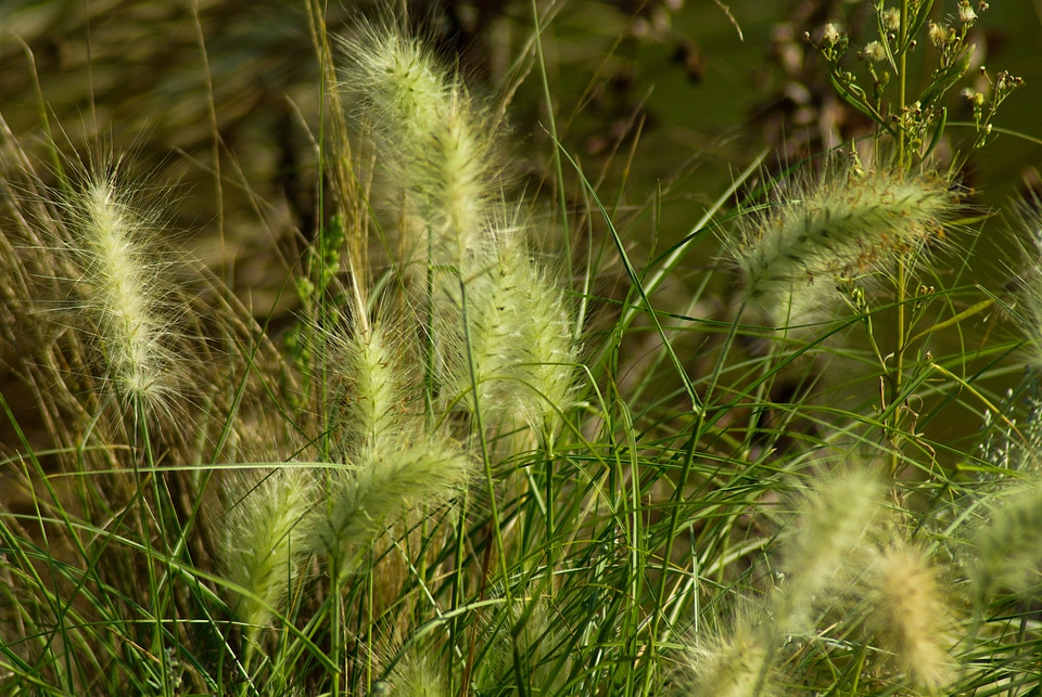 Plants marsh aquatic