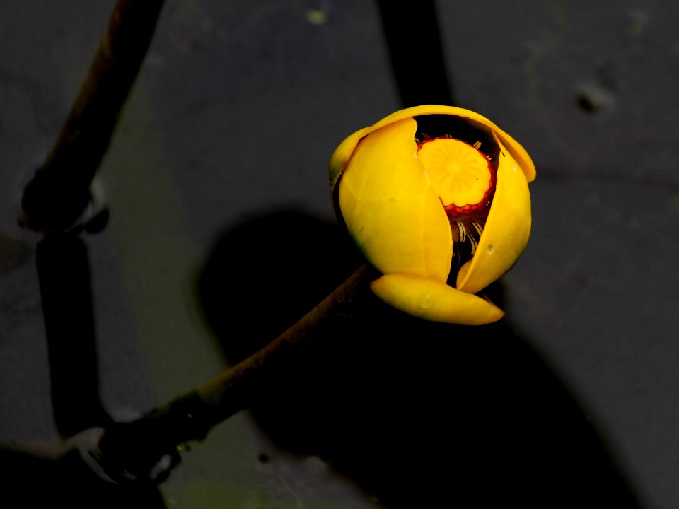 Kenilworth Aquatic Gardens