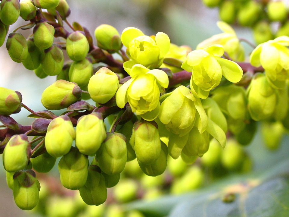 Greenish-yellow plant garden