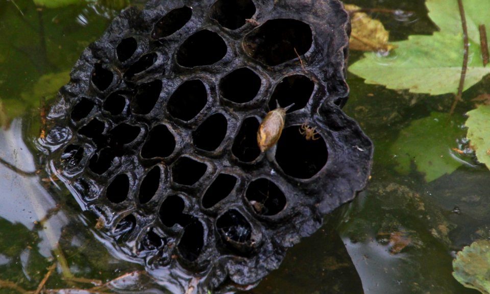 Kenilworth Aquatic Gardens