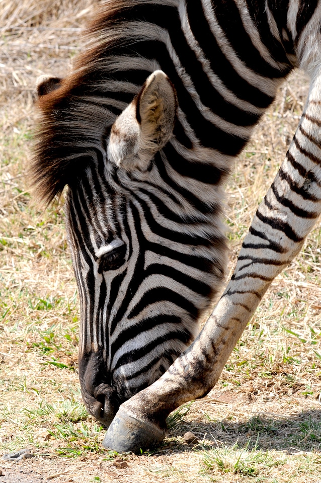 Stripes drawing zebra stripes
