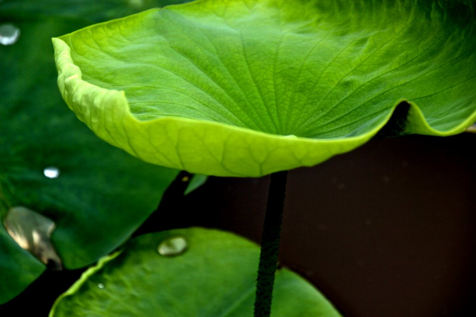 Kenilworth Aquatic Gardens