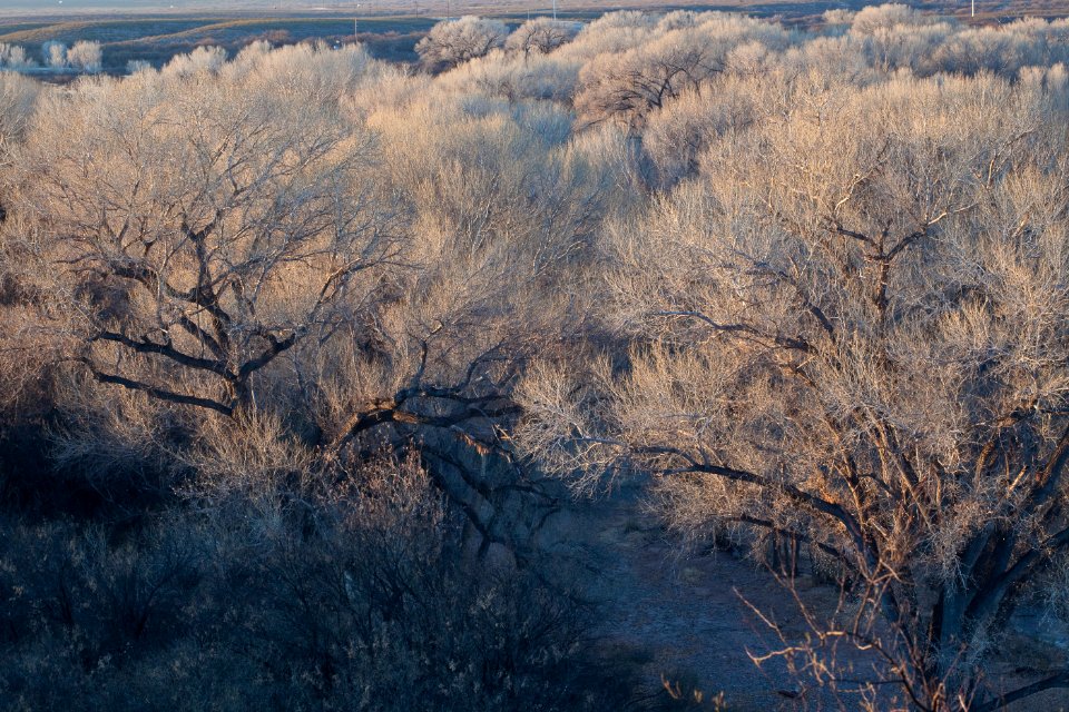 San Pedro Riparian National Conservation Area