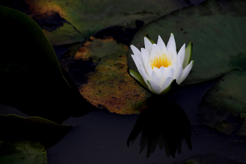 Kenilworth Aquatic Gardens