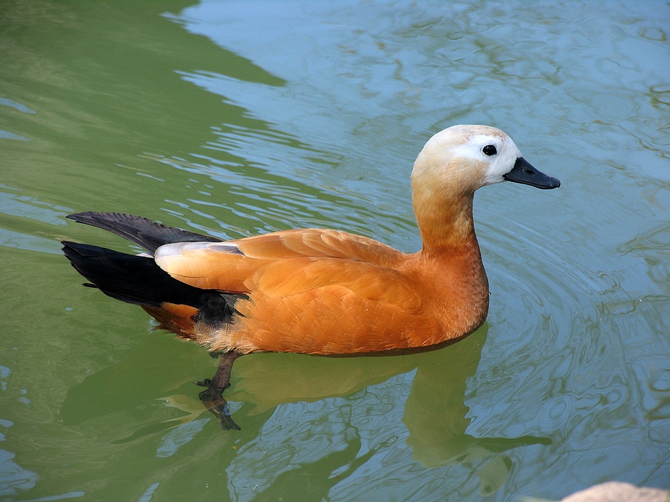 Orange swim feathered