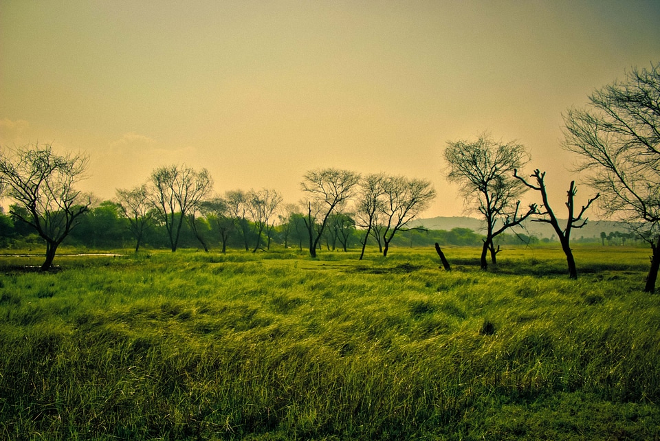Landscape summer tree
