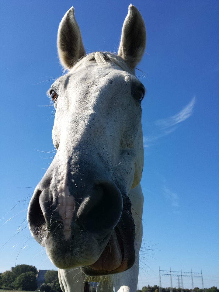 Horse happy sports