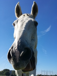Horse happy sports
