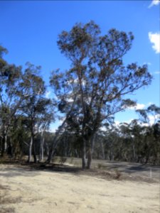 Eucalyptus Rossii