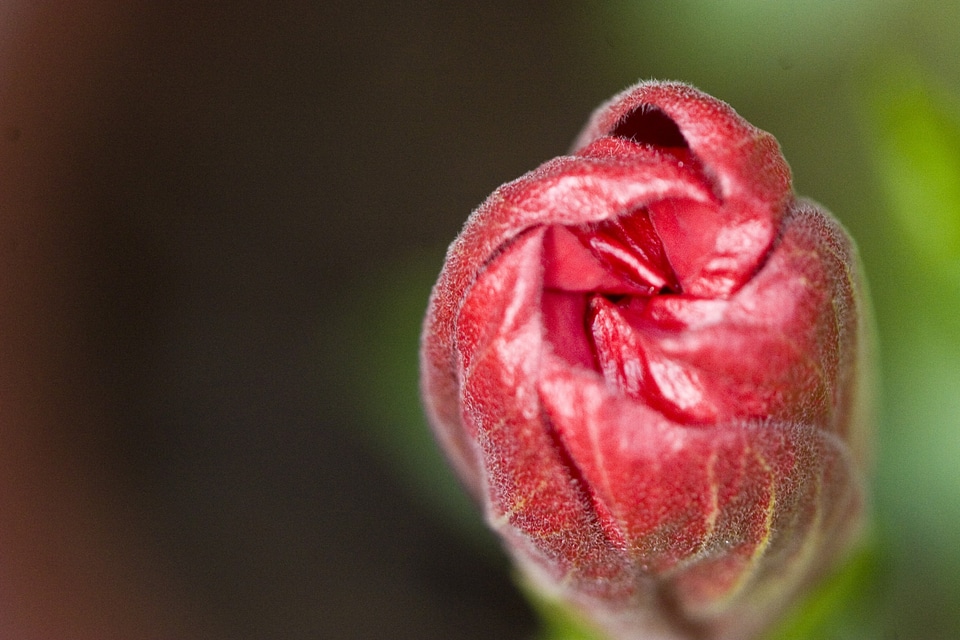 Flower nature petal