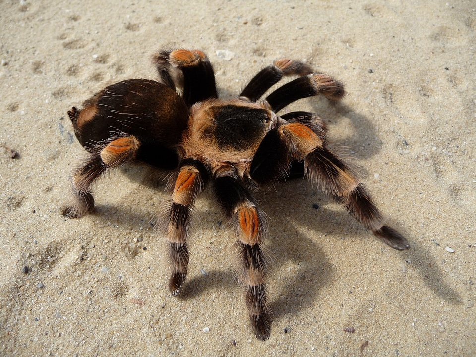 Arachnid hairy sand