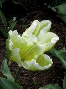 Parrot tulip White Parrot