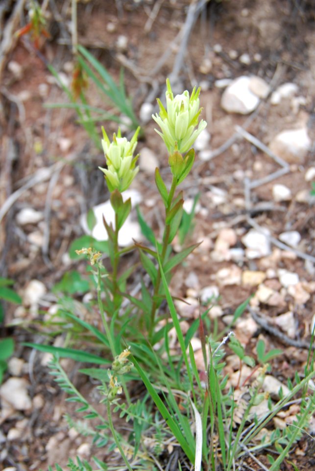 Sulphur Indian paintbrush