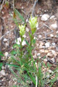 Sulphur Indian paintbrush
