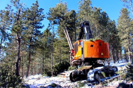 Timber Sale