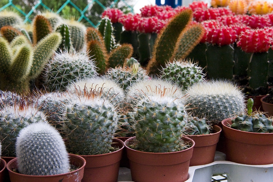 Pot cactus garden