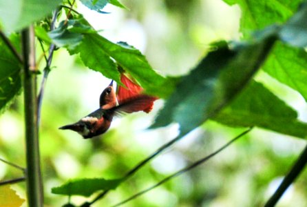 Hummingbird Tilmatura dupontii
