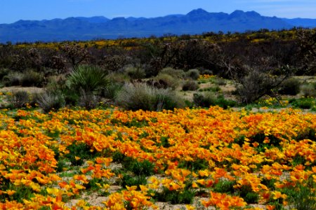 Poppies in the Gila District