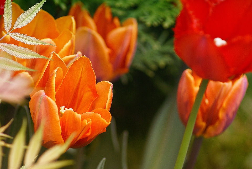 Orange the blossoming of flowering