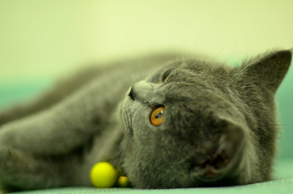 The cat