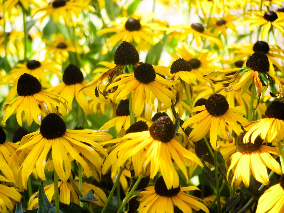 Sunflowers garden nature