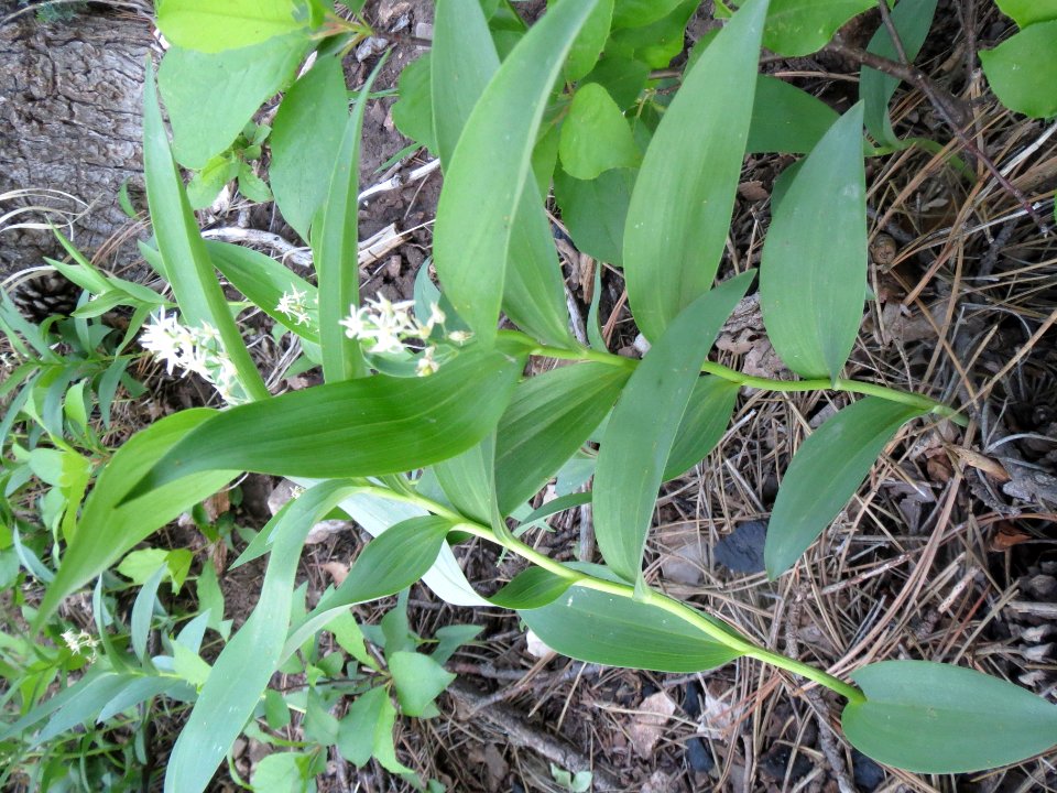 Starry false lily of the valley