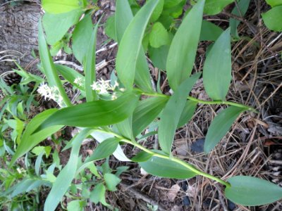 Starry false lily of the valley