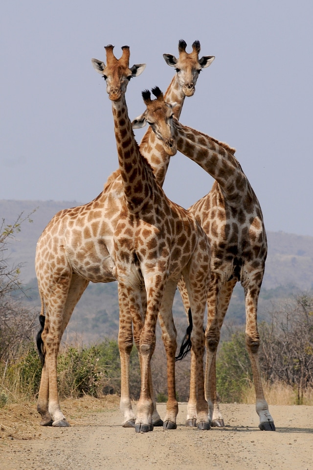 Giraffes formation wild animal