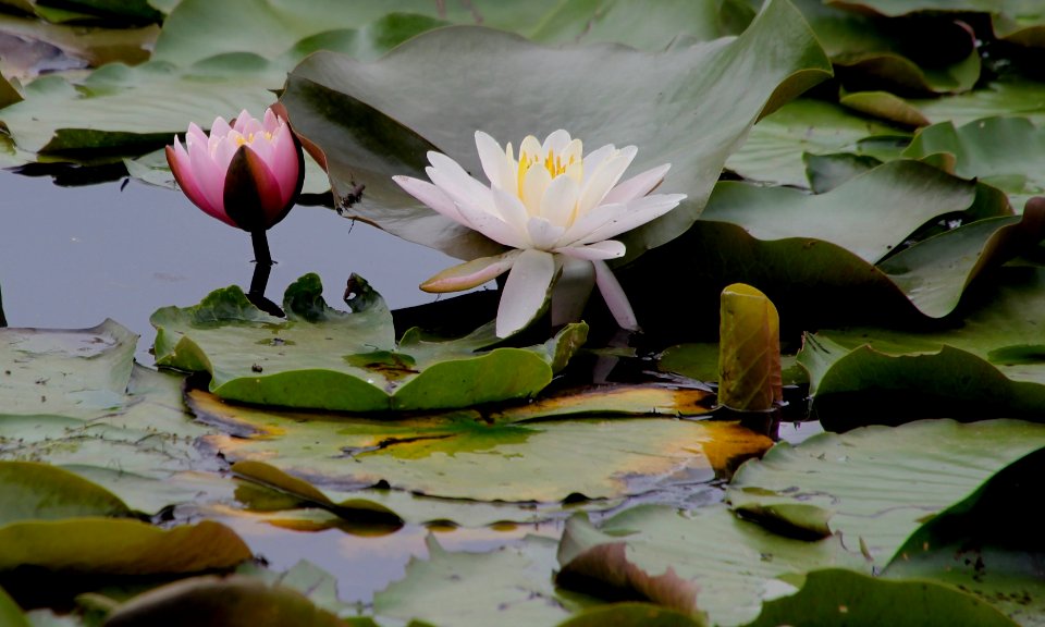 Kenilworth Aquatic Gardens