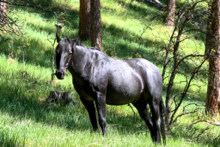Black Hills National Forest Horse