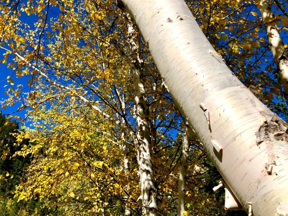 Spearfish Canyon Fall Colors