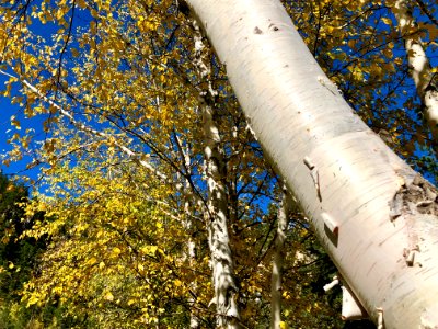 Spearfish Canyon Fall Colors