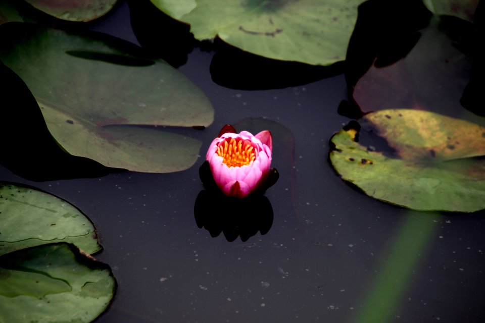 Kenilworth Aquatic Gardens