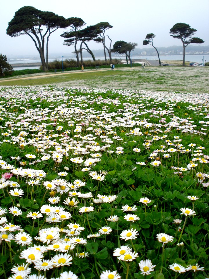 A sea of daisies in St Pol de Leon