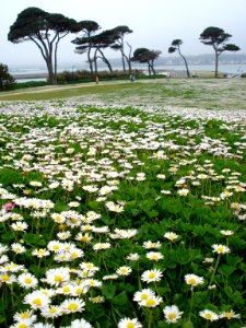 A sea of daisies in St Pol de Leon