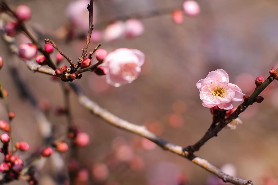Scenic views plant peach red