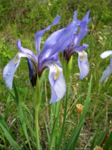 Rocky Mountain Iris