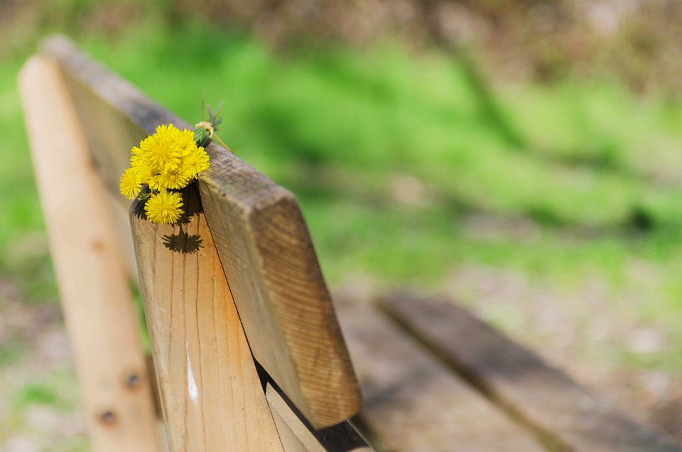 Yellow wild flowers wood
